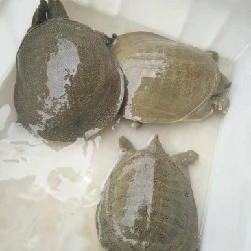 自家养殖生态.外塘甲鱼，品质保证，欢迎联系选购