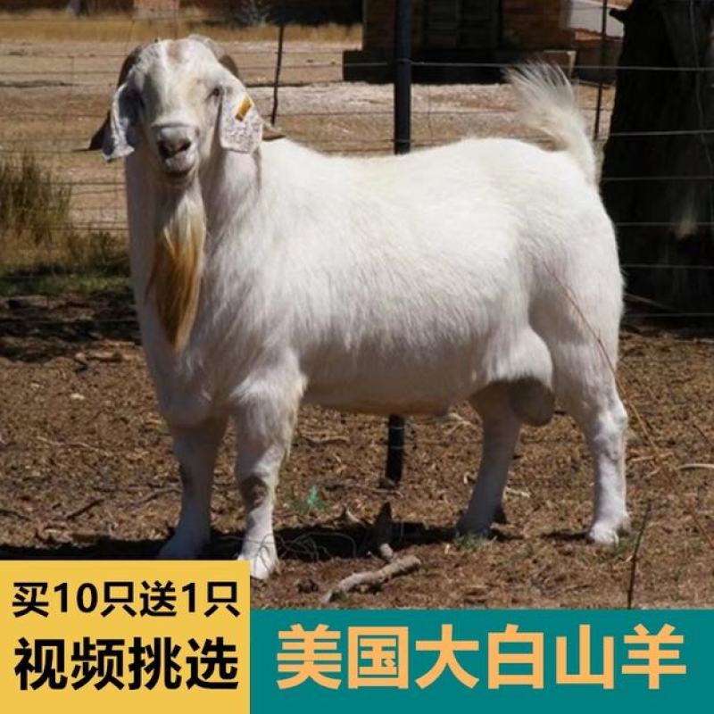波尔山羊羊羔纯种波尔山羊怀孕母羊种公羊全国包邮