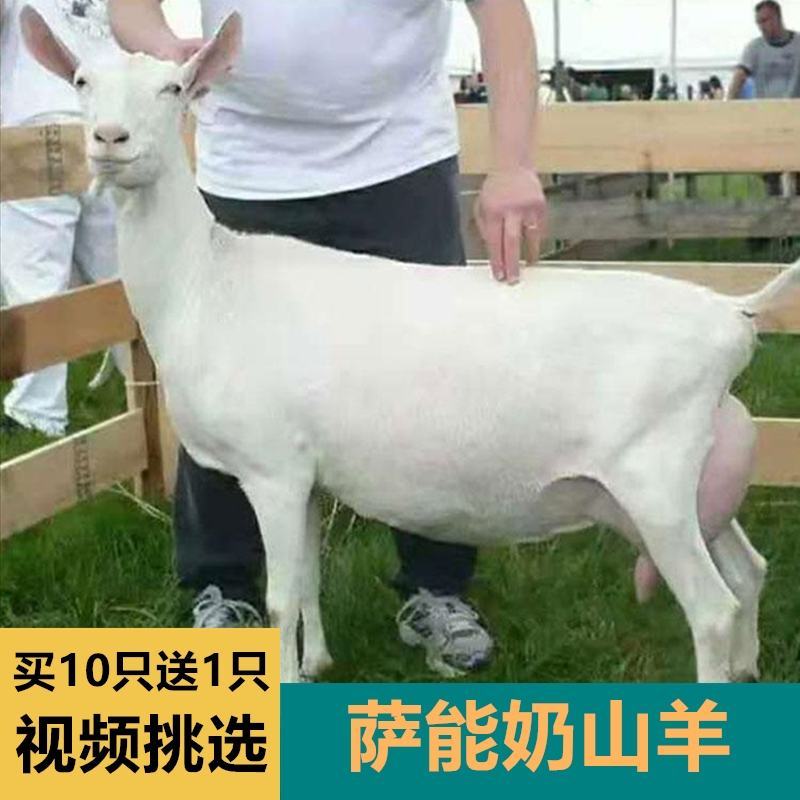 波尔山羊羊羔纯种波尔山羊怀孕母羊种公羊全国包邮