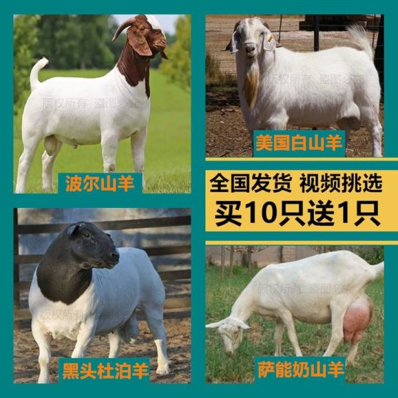 波尔山羊羊羔纯种波尔山羊怀孕母羊种公羊全国包邮