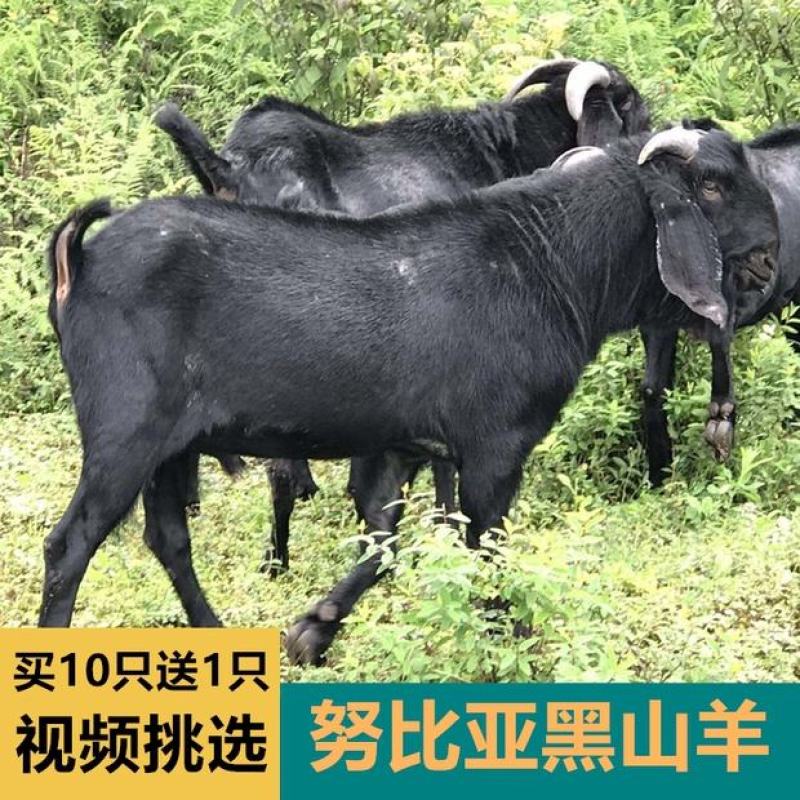 波尔山羊羊羔纯种波尔山羊怀孕母羊种公羊全国包邮