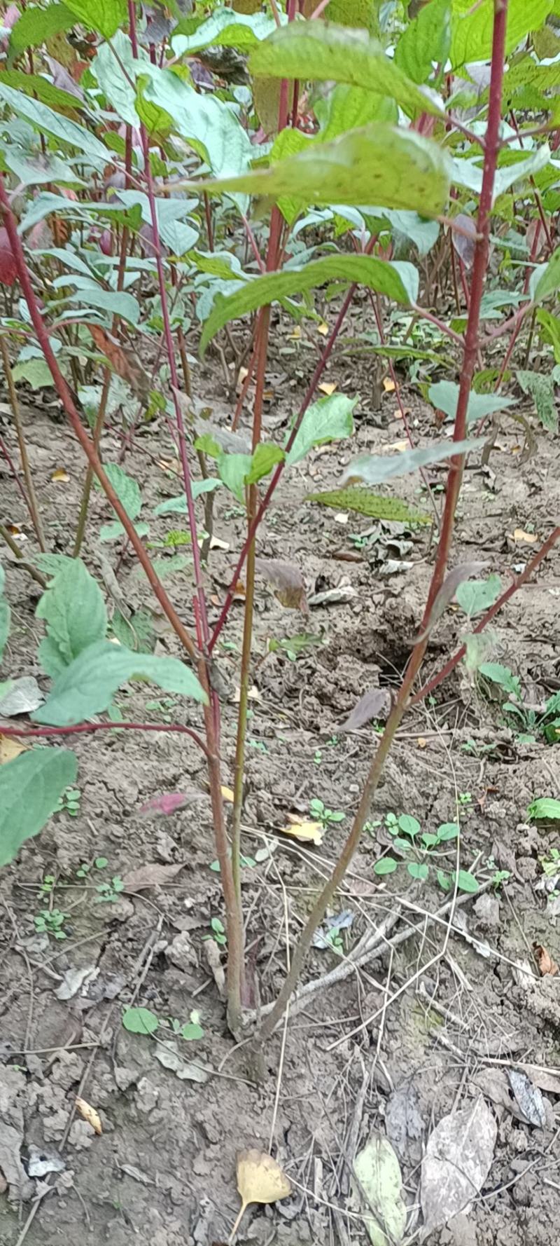 红瑞木（红瑞木属落叶灌木观赏苗木红瑞木又名凉子木）