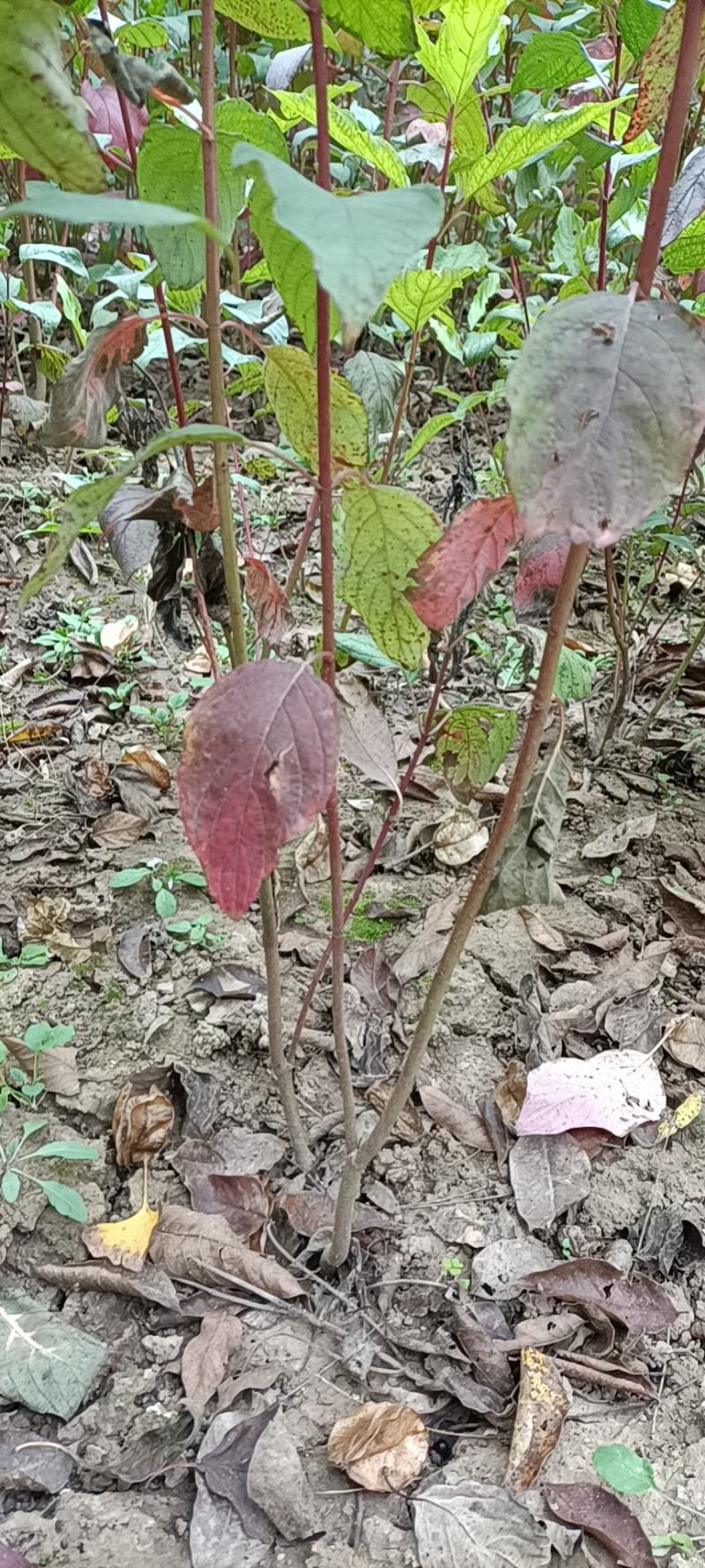 红瑞木（红瑞木属落叶灌木观赏苗木红瑞木又名凉子木）
