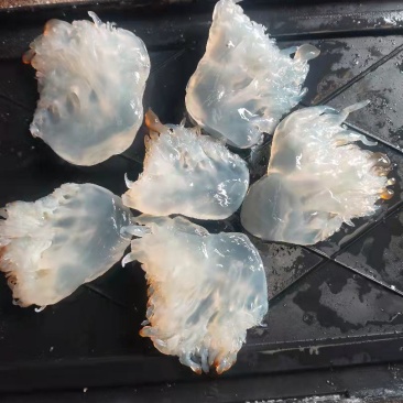 越南短花尖.大量现货，量大质优，胶箱装.12斤.欢迎合作