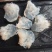 越南短花尖.大量现货，量大质优，胶箱装.12斤.欢迎合作