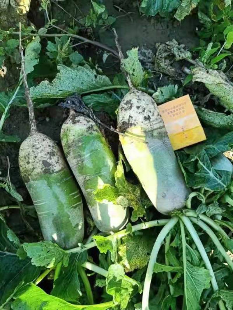 青萝卜791玉玲珑，玉美人，杂交白萝卜大量供应