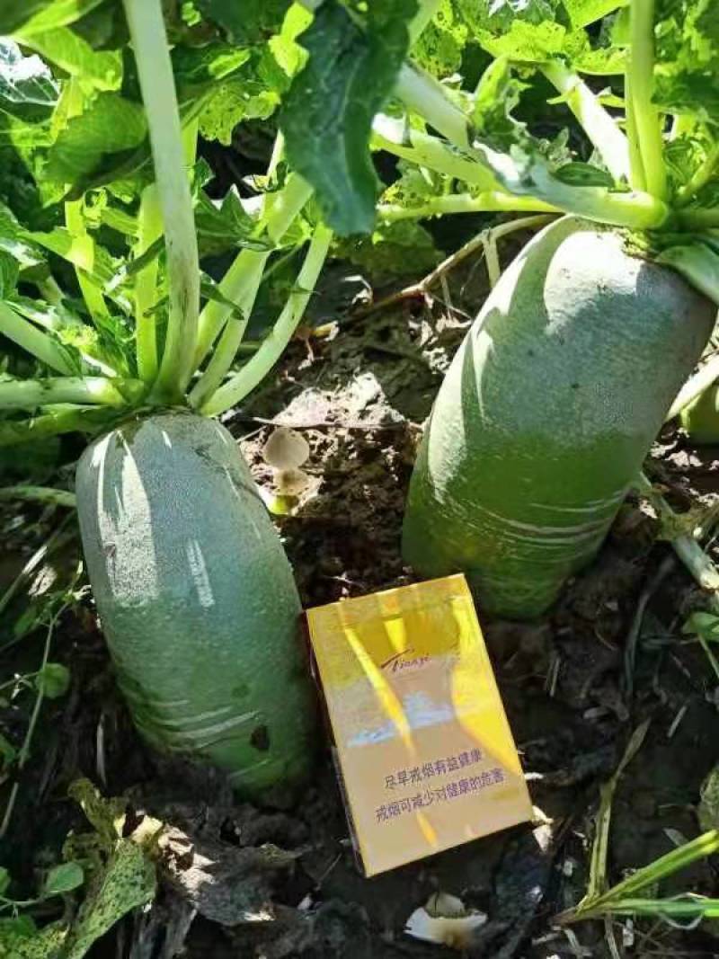 青萝卜791玉玲珑，玉美人，杂交白萝卜大量供应
