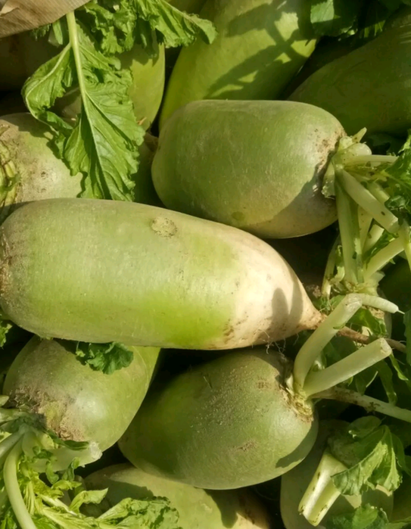 青萝卜791玉玲珑，玉美人，杂交白萝卜大量供应