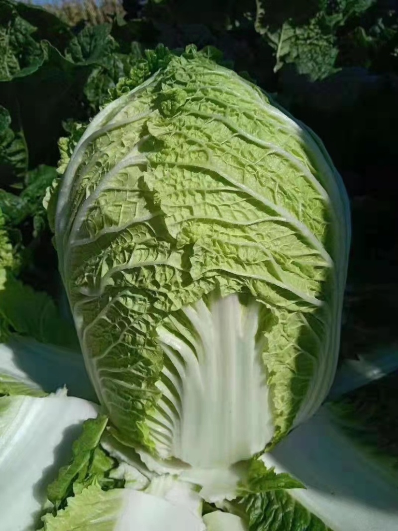 精品大白菜，产地直发，诚信代办，物美价廉。