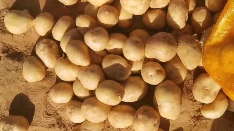 小土豆黄心2-4两大量上，陕北产地优质沙地品种热销中