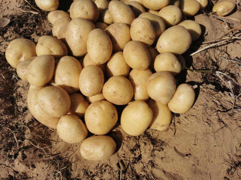 小土豆黄心2-4两大量上，陕北产地优质沙地品种热销中
