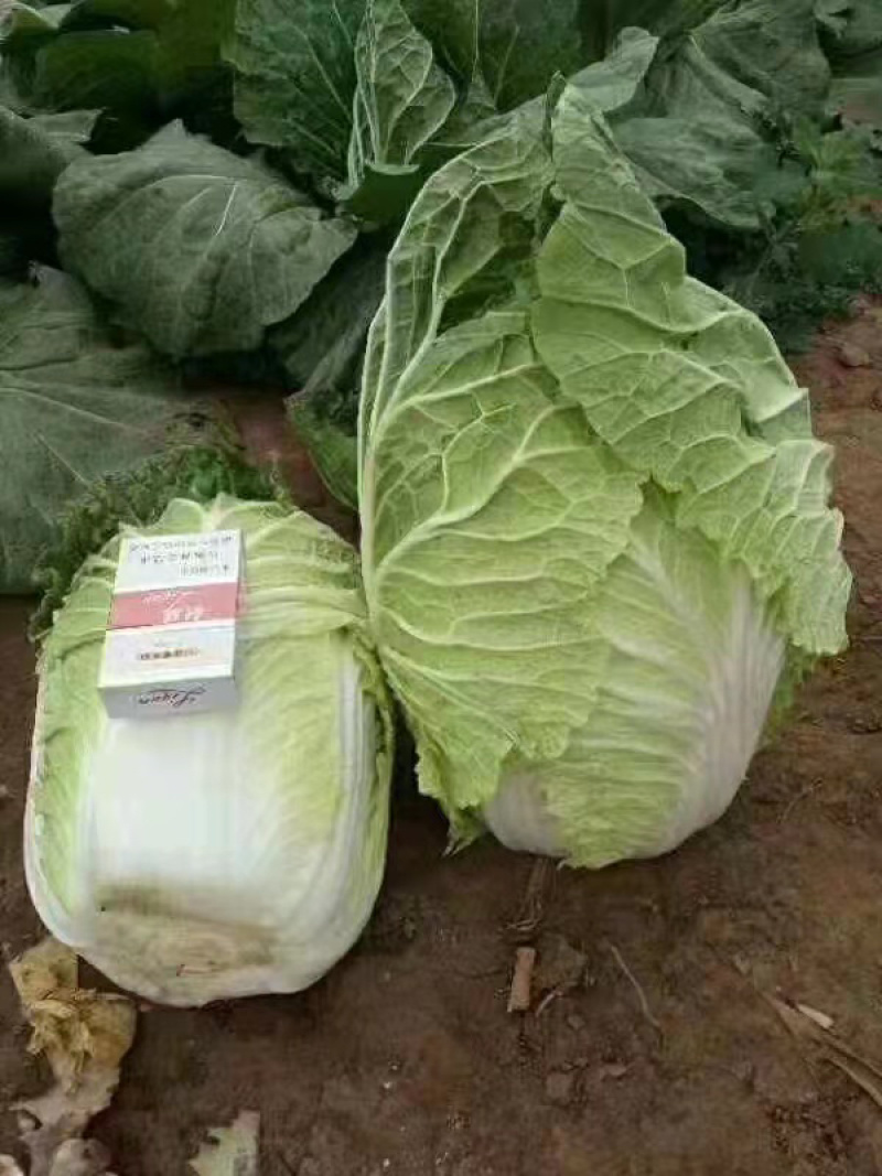 精品大白菜，产地直发，诚信代办，物美价廉。