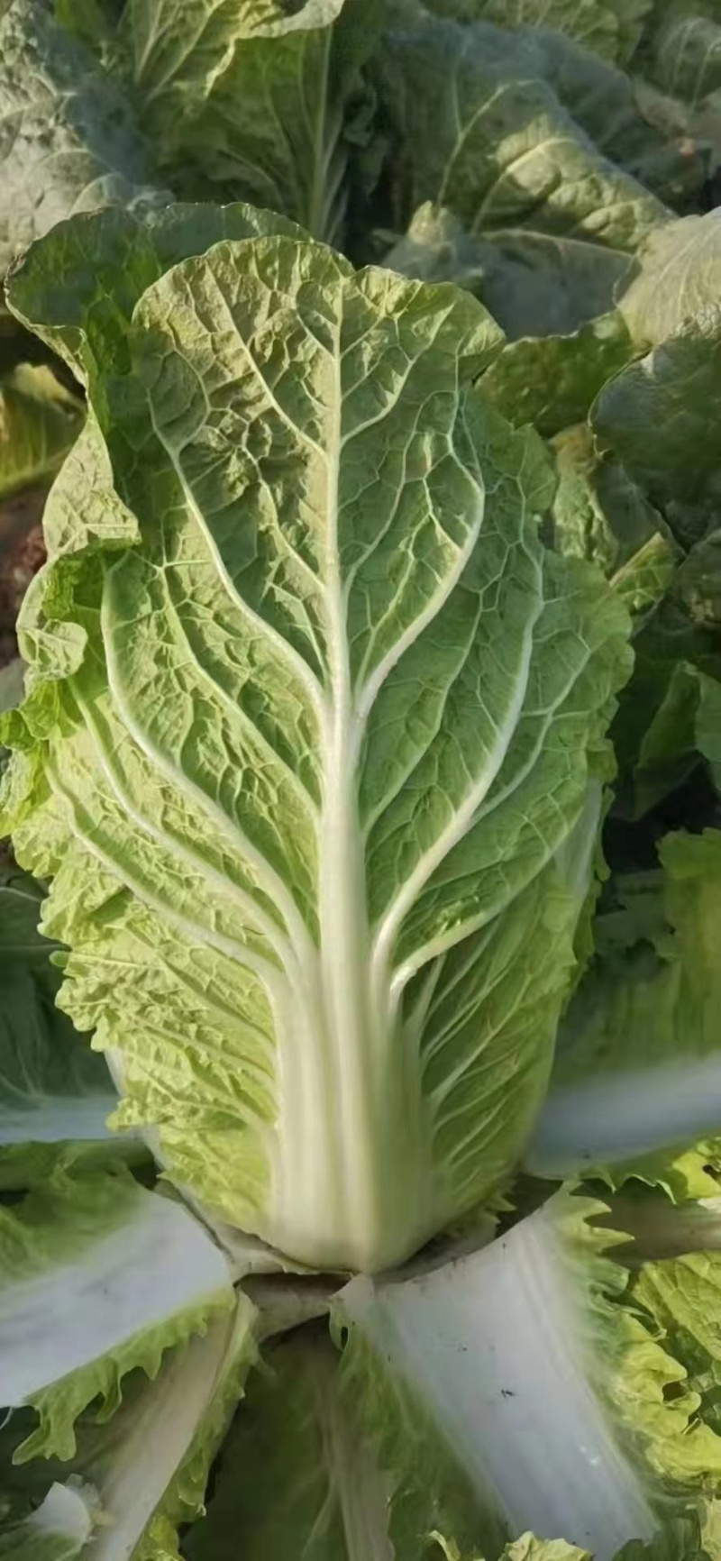 精品大白菜，产地直发，诚信代办，物美价廉。