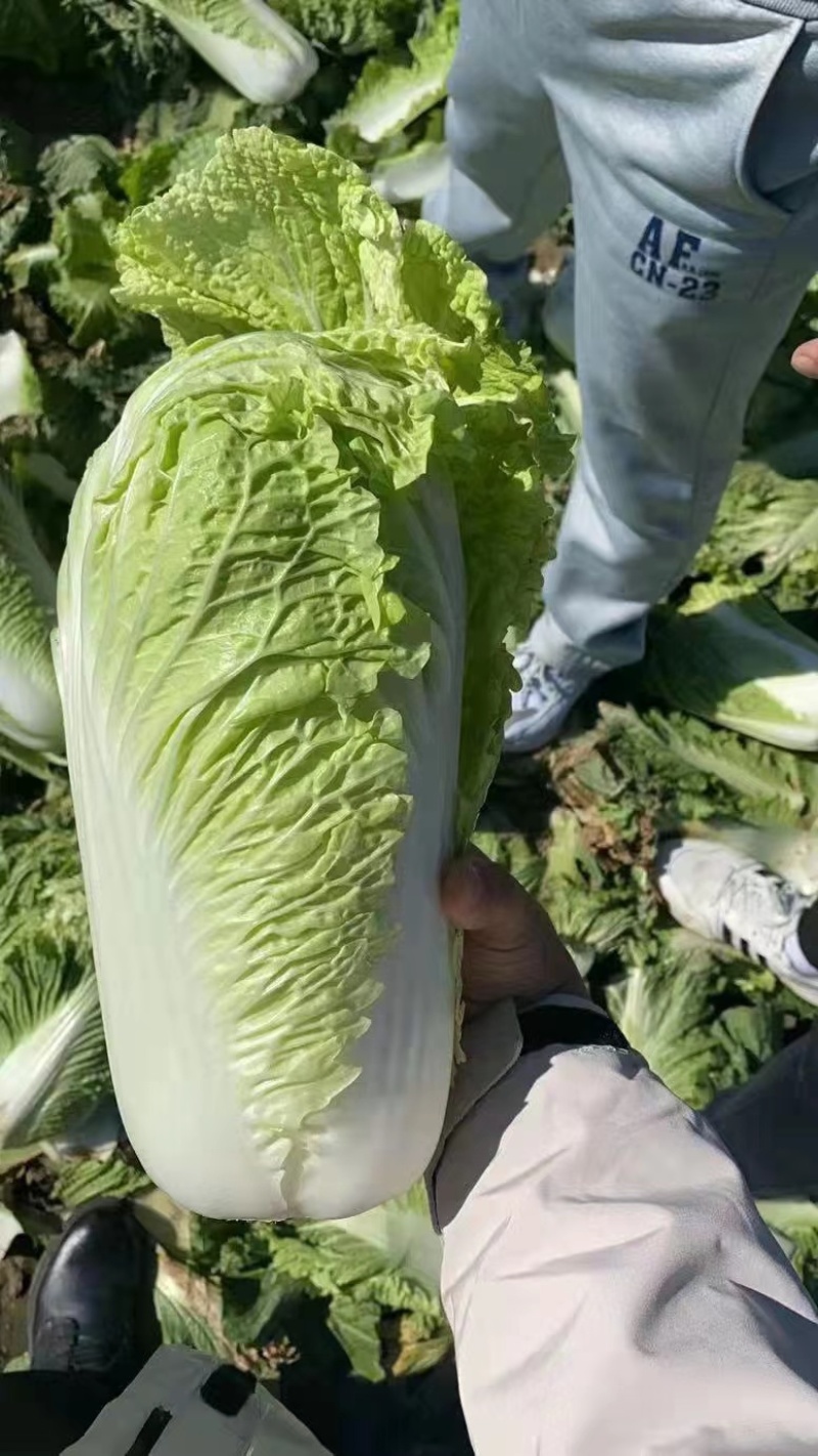 精品大白菜，产地直发，诚信代办，物美价廉。