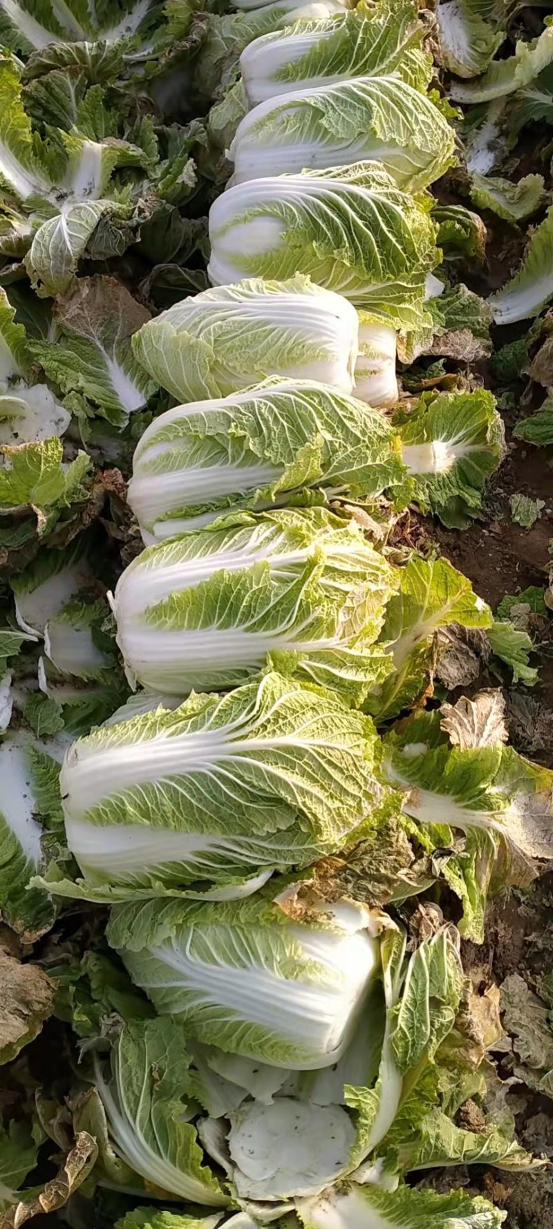 精品大白菜，产地直发，诚信代办，物美价廉。