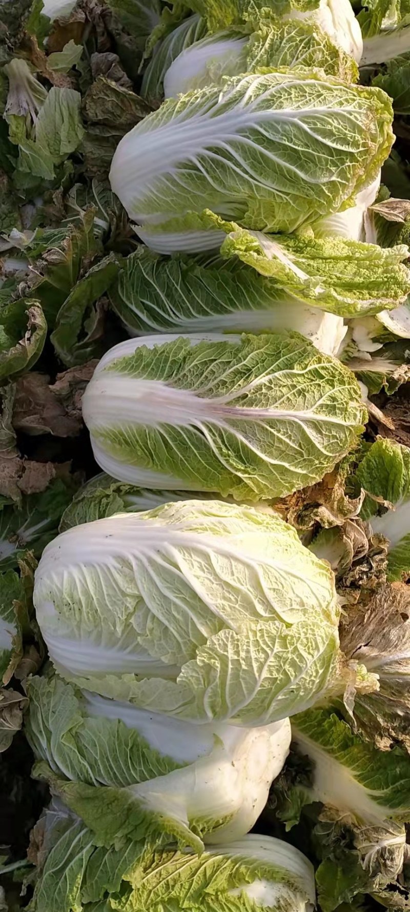 精品大白菜，产地直发，诚信代办，物美价廉。