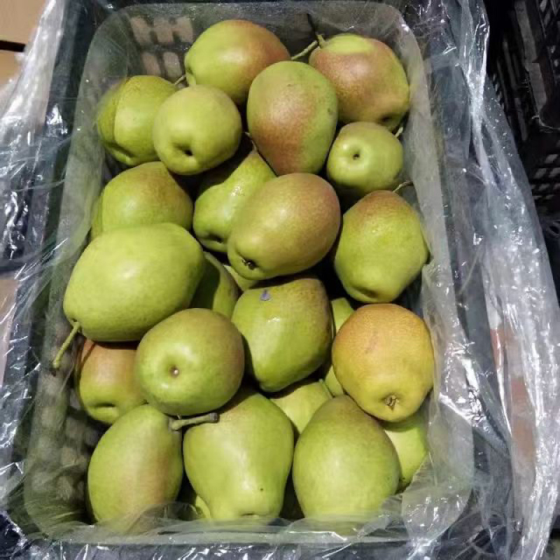 【香梨产地】红香酥梨大量上市，皮薄，肉多，核小
