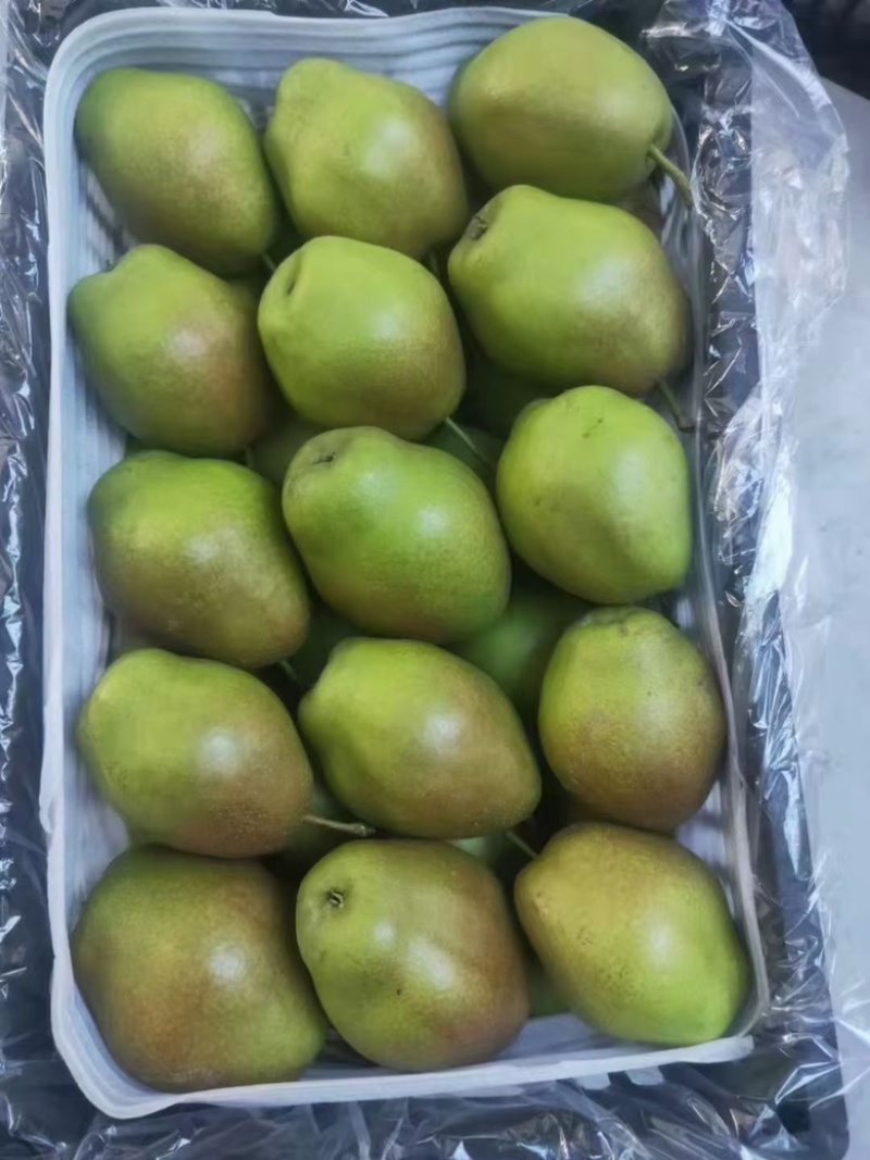 【香梨产地】红香酥梨大量上市，皮薄，肉多，核小