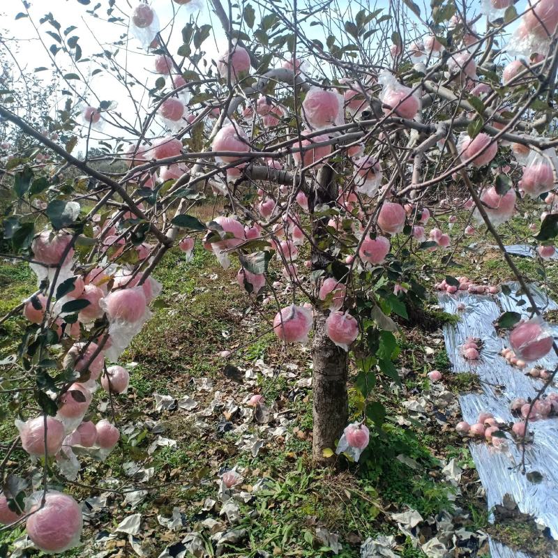 中条山冰糖心红富士苹果