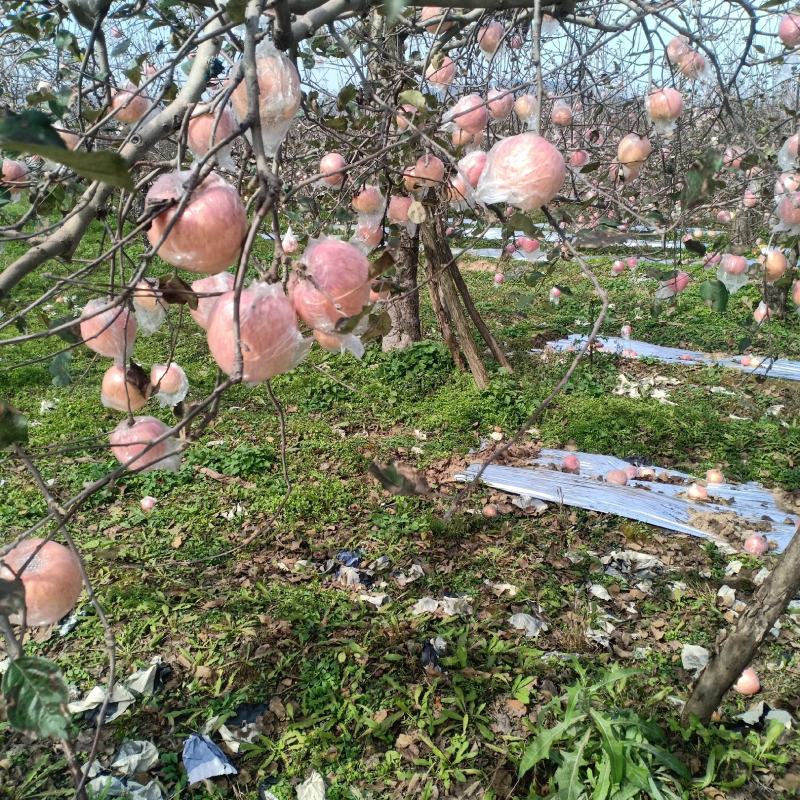 中条山冰糖心红富士苹果
