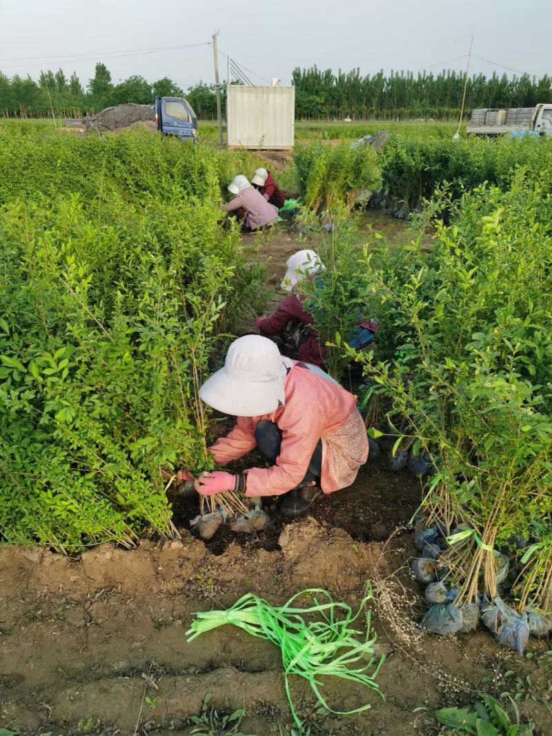 【牛商推荐】河北水蜡水蜡绿篱成活率高，货源充足
