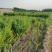 【牛商推荐】河北水蜡水蜡绿篱成活率高,货源充足