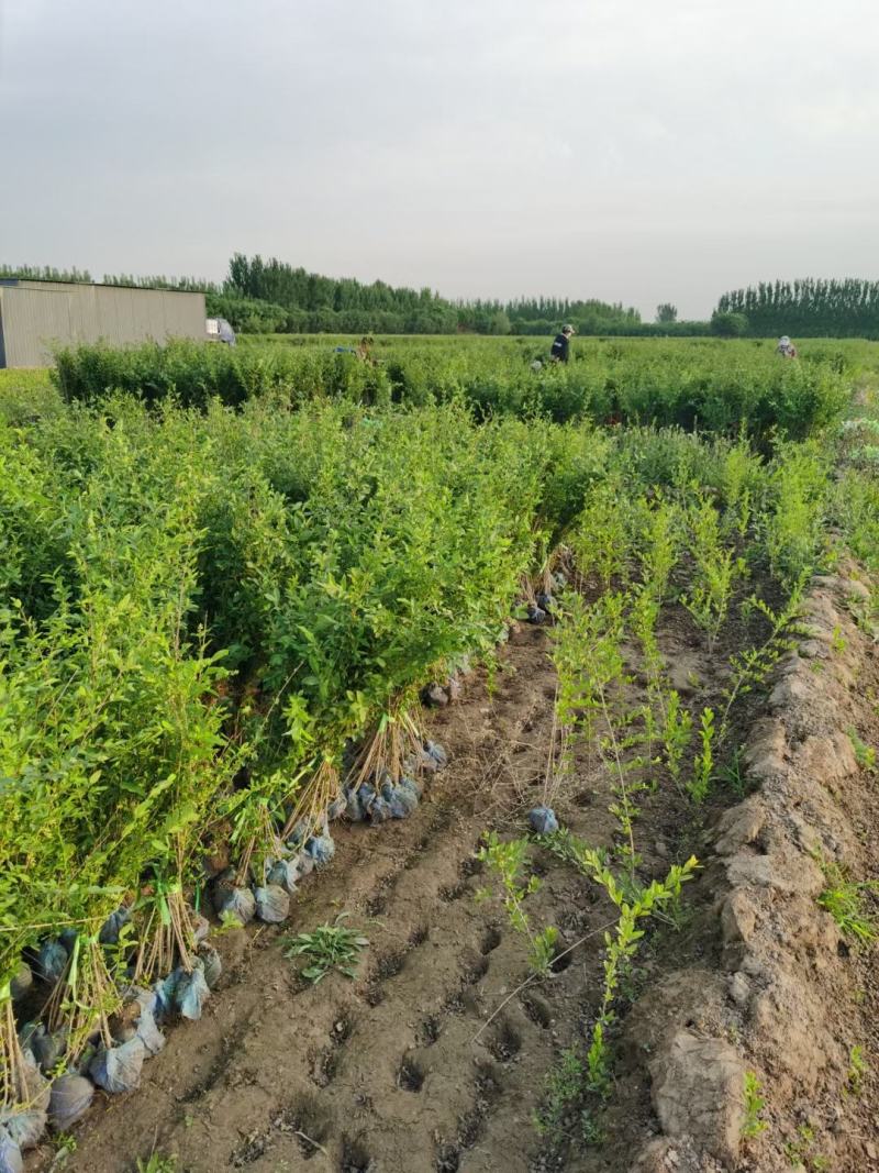 【牛商推荐】河北水蜡水蜡绿篱成活率高，货源充足