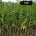 【牛商推荐】河北水蜡水蜡绿篱成活率高,货源充足