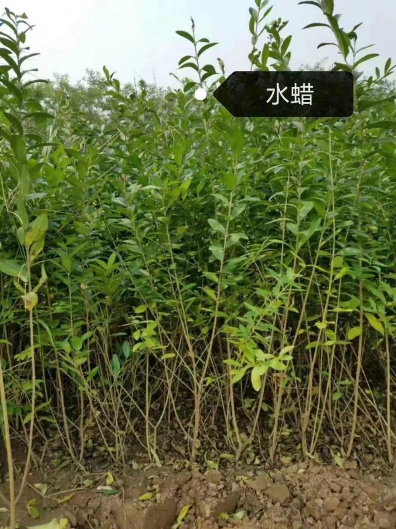 【牛商推荐】河北水蜡水蜡绿篱成活率高，货源充足