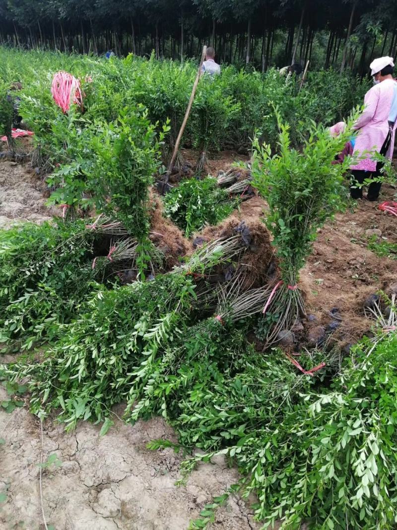 【牛商推荐】河北水蜡水蜡绿篱成活率高，货源充足