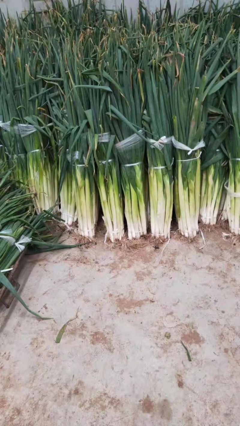 精品铁杆大葱，产地直发，诚信代办，物美价廉？