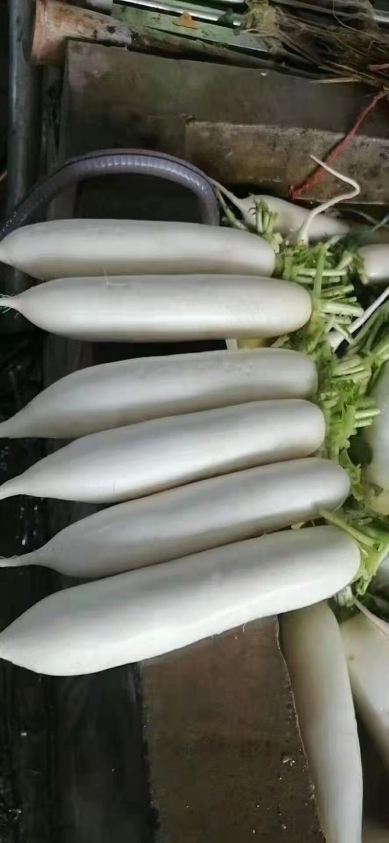 精品白萝卜，产地直发，诚信代办，物美价廉。