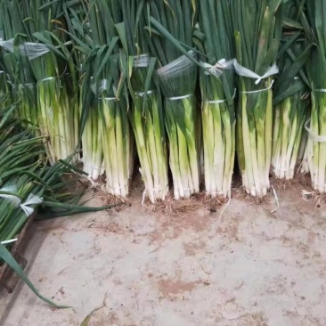 精品铁杆大葱，产地直发，诚信代办，物美价廉？