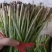 精品韭菜，产地直发，诚信代办，物美价廉。