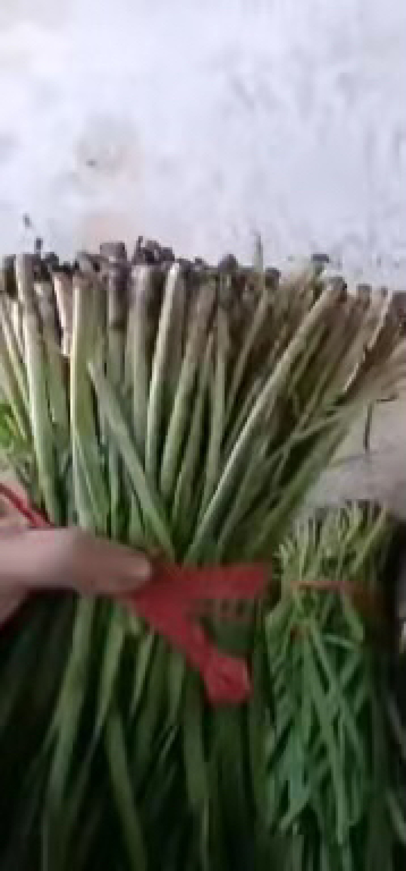 精品韭菜，产地直发，诚信代办，物美价廉。