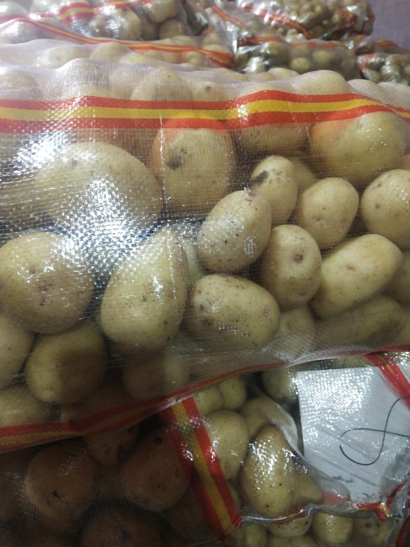 河北张口沽源大量出库v7希森，各种黄心土豆