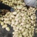 河北张口沽源大量出库v7希森，各种黄心土豆