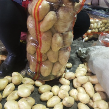 河北张口沽源大量出库v7希森，各种黄心土豆