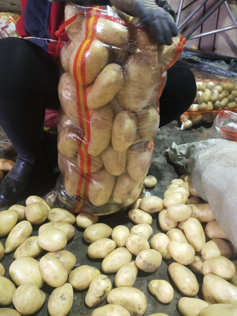 河北张口沽源大量出库v7希森，各种黄心土豆
