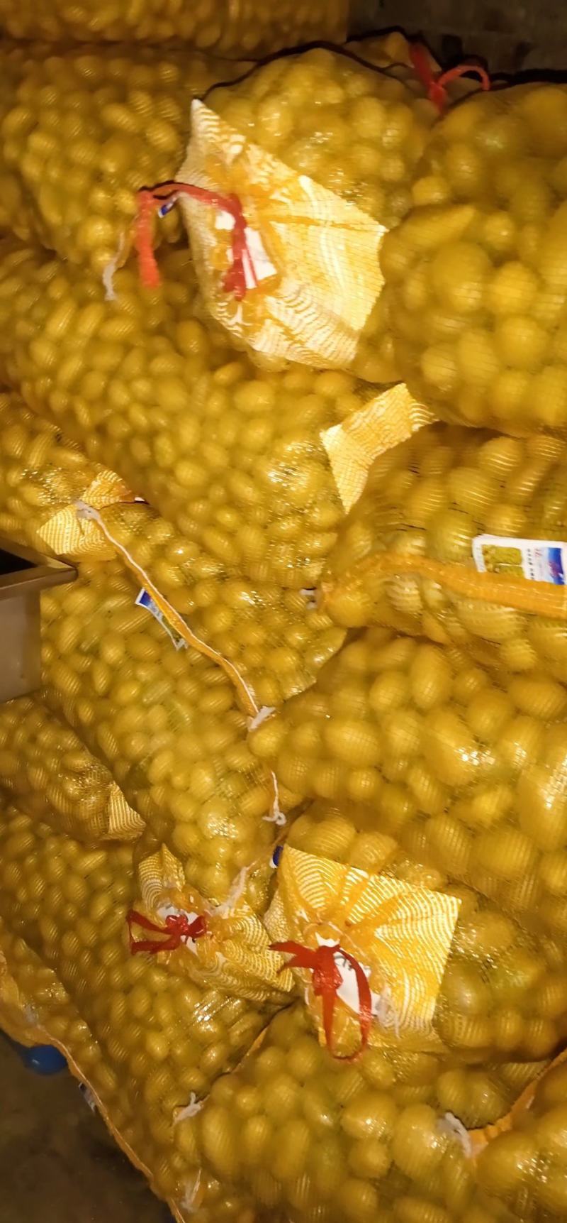 河北张口沽源大量出库v7希森，各种黄心土豆