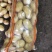 河北张口沽源大量出库v7希森，各种黄心土豆