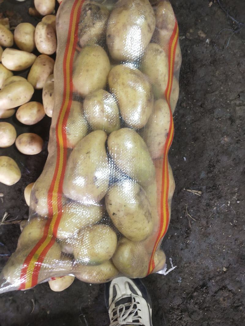河北张口沽源大量出库v7希森，各种黄心土豆