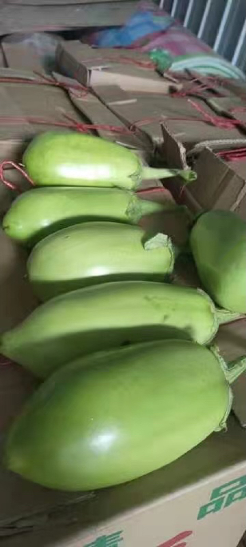 精品茄子，诚信代办，产地直销，一次合作终身受益。