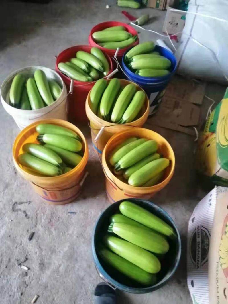 精品西葫芦，产地直销，诚信代办，物美价廉。