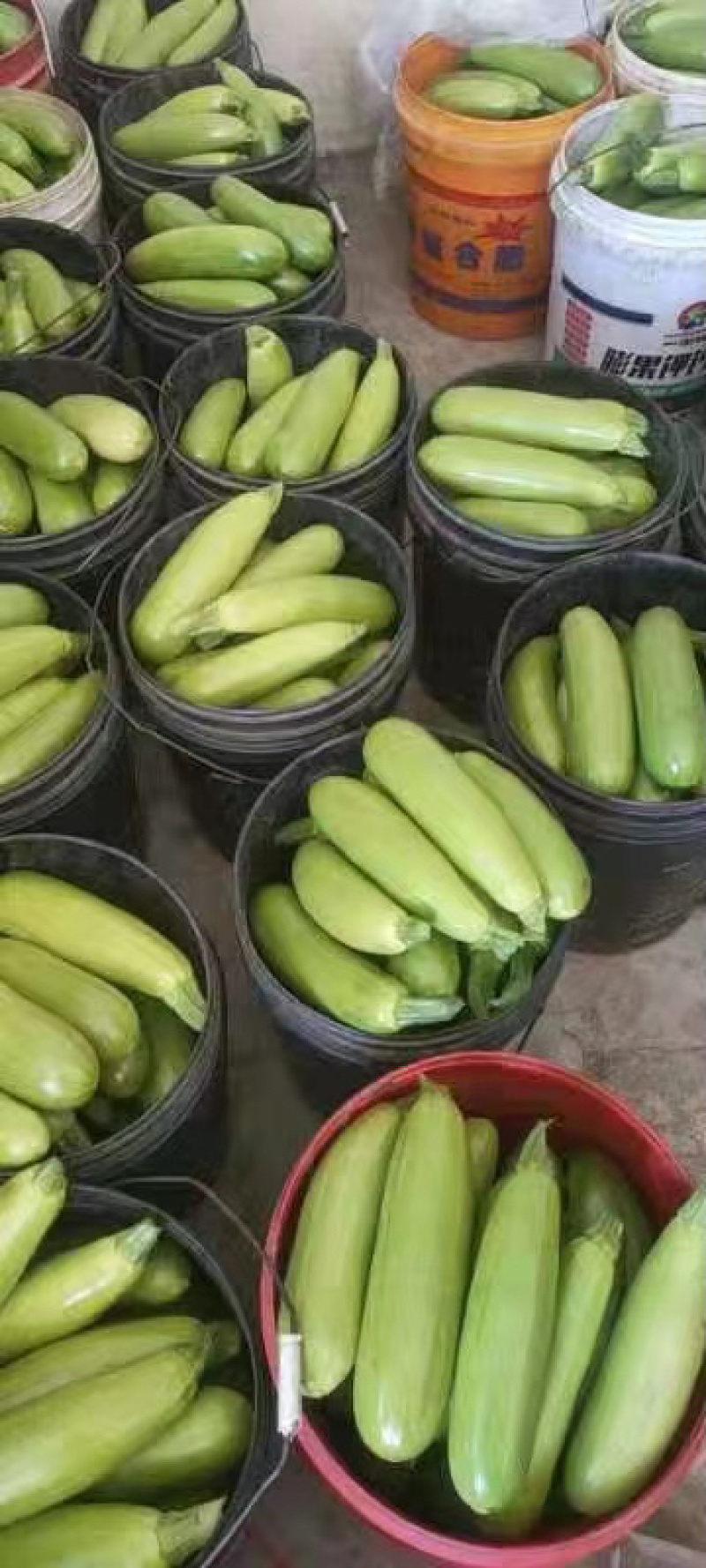 精品西葫芦，产地直销，诚信代办，物美价廉。