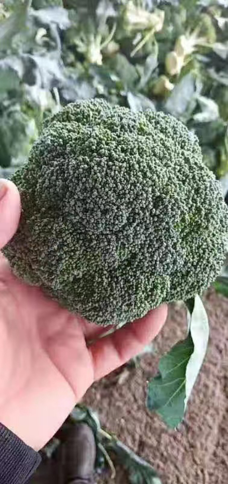 精品西蓝花，称心代办，产地发货，物美价廉。