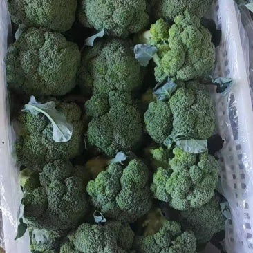 精品西蓝花，称心代办，产地发货，物美价廉。