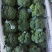 精品西蓝花，称心代办，产地发货，物美价廉。