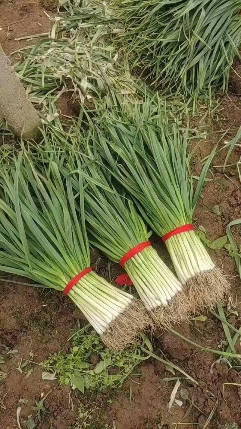 扒皮蒜苗质量杠杠滴