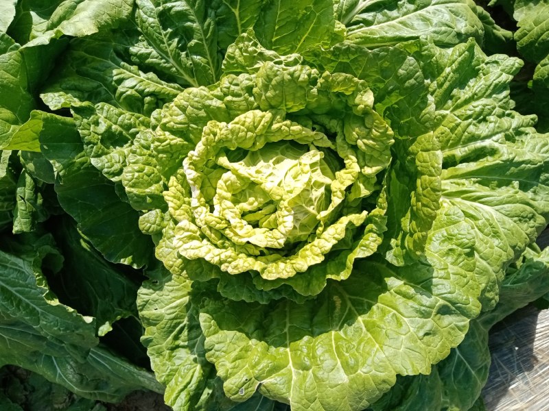 大白菜